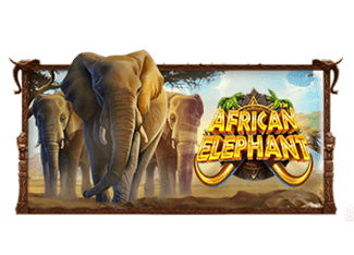 African Elephant